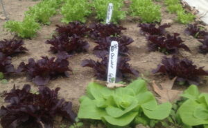 Fresh baby lettuce @vickiveggies farm